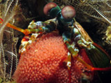 Tulamben Mantis Shrimp with Eggs 6