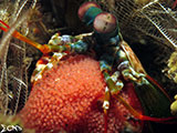 Tulamben Mantis Shrimp with Eggs 7