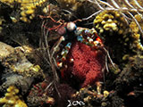 Tulamben Mantis Shrimp with Eggs