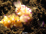 Tulamben Mating Nudibranchs 1
