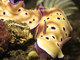 Tulamben Mating Nudibranchs 3