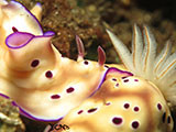 Tulamben Mating Nudibranchs 4