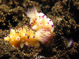 Tulamben Mating Nudibranchs