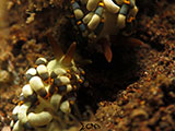 Tulamben Nudibranch 18