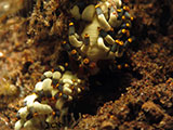 Tulamben Nudibranch 19