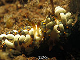 Tulamben Nudibranch 20