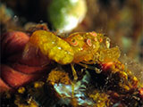Tulamben Pregnant Shrimp