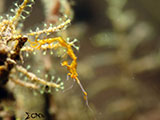 Tulamben Skeleton Shrimp 2