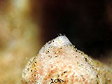 Tulamben Sponge Shrimp