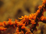 Tulamben Whip Coral Shrimp