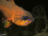 Anilao Cardinal Fish