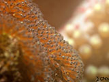 Anilao Clownfish Eggs 1