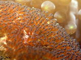 Anilao Clownfish Eggs