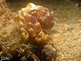 Anilao Mototi Octopus 1