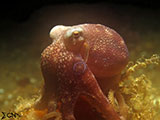 Anilao Mototi Octopus 2