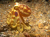 Anilao Mototi Octopus