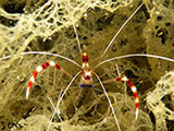 Anilao Shrimp 1