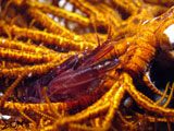 Anilao Squat Lobster