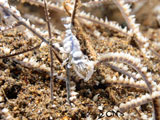 Anilao Whip Coral Shrimp 2