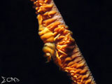 Anilao Whip Coral Shrimp