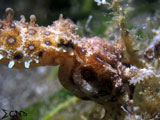 Anilao Blue Ring Octopus 1