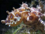 Anilao Blue Ring Octopus 2