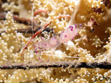 Anilao Cleaner Shrimp