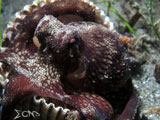 Anilao Coconut Octopus 4