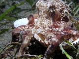 Anilao Coconut Octopus 5