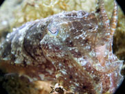 Anilao Cuttlefish 4