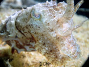 Anilao Cuttlefish 5
