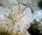 Anilao Cuttlefish 6