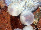 Anilao Cuttlefish Eggs 1