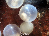 Anilao Cuttlefish Eggs