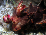 Anilao Flamboyant Cuttlefish 1
