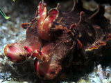 Anilao Flamboyant Cuttlefish 2