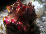 Anilao Flamboyant Cuttlefish 3