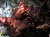 Anilao Flamboyant Cuttlefish