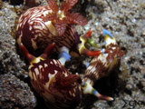 Anilao Mating Nudibranch 1