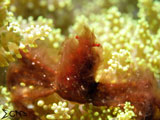Anilao Orangutan Crab 1