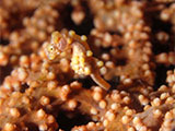 Anilao Pygmy Seahorse 3