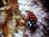 Anilao Sea Slug 3