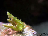 Anilao Sea Slug 4