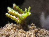 Anilao Sea Slug 5