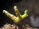 Anilao Sea Slug 6
