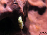 Anilao Sea Slug