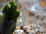 Anilao Skeleton Shrimp 1