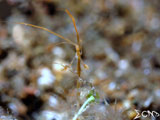 Anilao Skeleton Shrimp