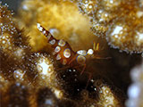 Anilao Squat Shrimp