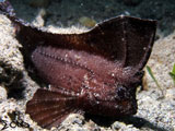 Anilao Wasp Fish
